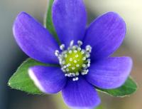 Deep blue single flowers